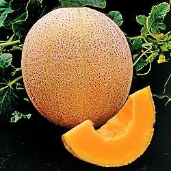 seed kingdom Cantaloupe Hales Best Jumbo Melon Heirloom Vegetable 3,000 Seeds