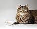 Hartz Delectables Chowder Lickable Wet Cat Treats for Senior Cats, Tuna & Whitefish, 1.4 Ounce (Pack of 12)(Packaging May Vary )