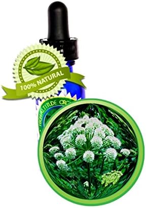 Angelica Root Essential Oil - 100% PURE Angelica Archangelic - 30ml (1oz) - Undiluted, No solvent