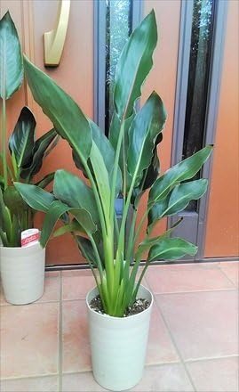 Amazon ２株植え ストレリチア ストレチア レギネ 極楽鳥花 70cm 植木