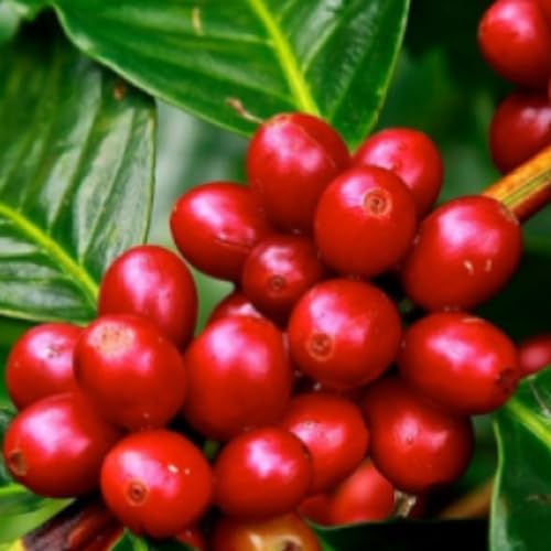 Kit Café Especial Em Grãos, 3 Sabores, 3 Pct De 200g