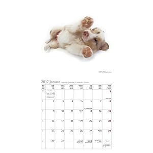 The Dog 2017. Artlist Collection Broschürenkalender