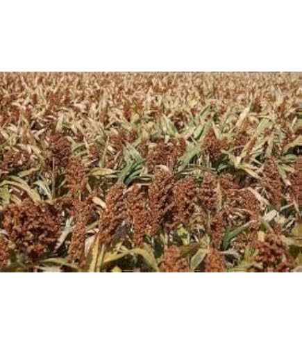 ☆millet☆ Amazon.com : SeedRanch Japanese Millet Seed - 10 Lbs