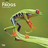 Frogs 2020 12 x 12 Inch Monthly Square Wall Calendar, Wildlife Animals by 