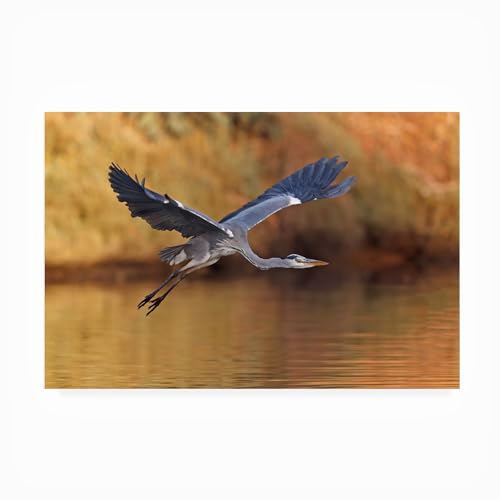 Trademark Fine Art Outdoor Canvas Art - Assaf Gavra 'Ardea Cinerea' Wall Art fo…
