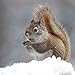 Squirrels 2019 16 Month Wall Calendar 12 x 12 Inches