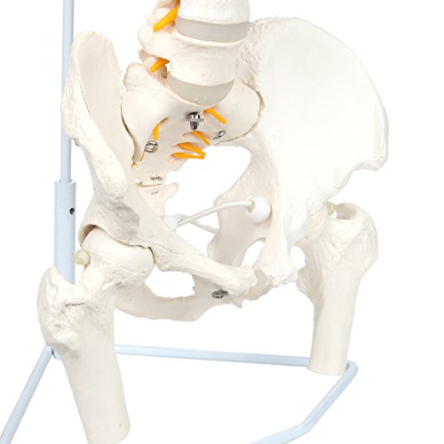 image for Axis Scientific Ultra Flexible Premium Spine Model | Life Size Spinal 