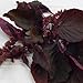 Amaranth Seeds, All Red Leaf 300 Organic Seeds by Seeds and Things