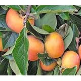 JIRO FUYU PERSIMMON JAPANESE FRUIT TREE GRAFTED NO SHIPPING TO CA, AZ, AK, HI, OR or WA PER YOUR STATE LAWS