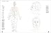 Essential Anatomy: For Healing and Martial Arts