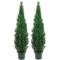 Amazon.com - Silk Tree Warehouse Six 6 Foot Artificial Cedar Topiary ...