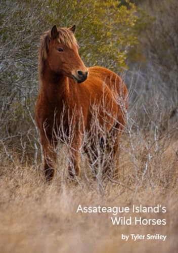Wild Horses of Assateague Island