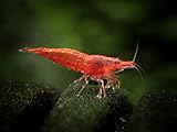 12 Live Sakura Fire Red Cherry Shrimp (Neocaridina davidi) - Breeding Age Young Adults at 1/2 to 1 Inch Long + Java Moss and Aquatic Arts Brand Food Sample