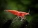 Sakura Red Cherry Shrimp Breeder Combo Pack (Neocaridina davidi) - 10 Females, 5 Males at 1/2 to 1 Inch Long by Aquatic Arts