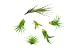 6 Air Plant Variety Pack - Small Tillandsia Terrarium Kit - Assorted Species of Live Tillandsia Tropical House Plants for Sale, 2 to 5 Inches Each - Air Plants for Indoor Home Decor