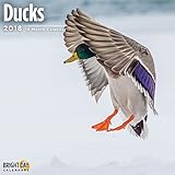 Ducks 2018 Wall Calendar 12 x 12 inches Bright Day Calendars Publishing, 16 Month: September 2017 - December 2018