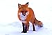 Red Fox & Art Print on Canvas,Wall Decor Poster 20x30 inches