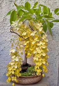 Creative Farmer Cassia fistula Bonsai Suitable Seeds For Indoor/Outdoor Gardening Plant Seeds