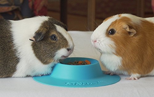 2 STAYbowl+Tip+Proof+Ergonomic+Guinea+Other