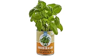 Back to the Roots Garden In A Can, Organic Basil