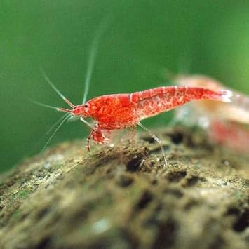 Amazon エビ ホロホロシュリンプ ピクシーシュリンプ ５匹 北海道 九州 沖縄航空便要保温 Charm チャーム 観賞魚 水中生物 通販