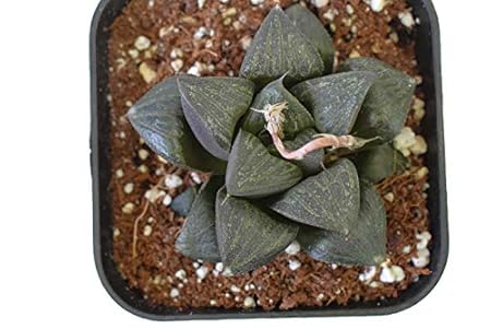 Seedsnpots Haworthia magnifica VAR splendens Rare Succulent