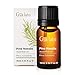 Gya Labs Pine Essential Oils for Diffuser - 0.34 Fl Oz - Fall Pine Oil for Skin, Hair, Body, Massages & DIY Candle Making Scent