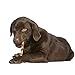 Cadet Gourmet 5-Inch Beef Hide Twist Chew Sticks, Long-Lasting and Natural Rawhide Chews for Dogs, Inspected & Tested in USA, Chicken Flavor, 50 Count