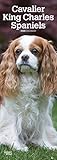 Cavalier King Charles Spaniels 2020 6.75 x 16.5 Inch Monthly Slimline Wall Calendar, Dog Canine by 