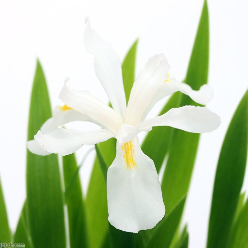 (山野草)白花コアヤメ(白花小菖蒲) 2.5号(1ポット) 本州・四国限定[生体]