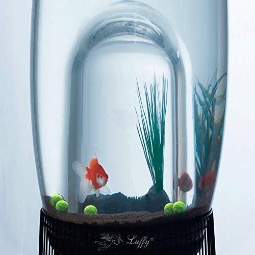 Luffy 6 Nano Moss Balls - 0.6" Marimo for Community Fish Tanks - Absorbs Nitrates & Provides Oxygen in Aquarium: Needs Minimal Care: Perfect for Neon, Tetra, Guppies, Playts & Molly - Thumbnail 5
