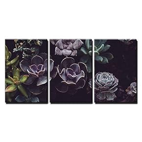 3 Piece Canvas Wall Art - Groups of Succulent Plant - Modern Home Art Stretched and Framed Ready to Hang - 16"x24"x3 Panels