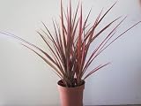 Dracaena Marginata Colorama - Tri-color Dragon Tree Houseplant From Jm Bamboo