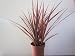Dracaena Marginata Colorama - Tri-color Dragon Tree Houseplant From Jm Bamboo