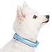 Blueberry Pet Soft & Safe 3M Reflective Neoprene Padded Adjustable Dog Collar - Baby Blue Pastel Color, Small, Neck 12