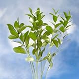GlobalRose 100 Stems of Fresh Cut Ruscus Leaves - Fresh Flowers Wholesale Express Delivery