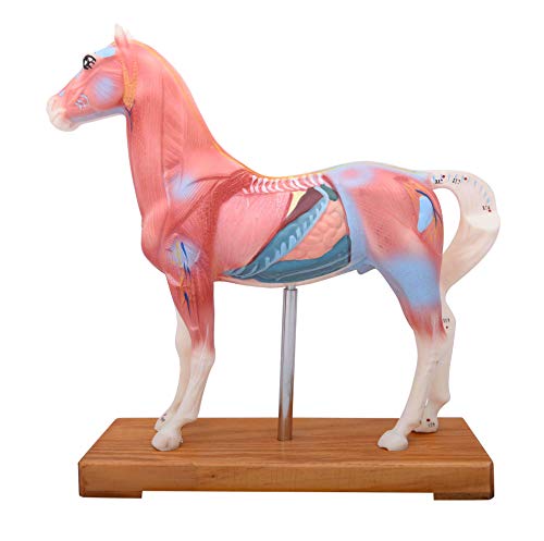 Horse Acupuncture Model 17cm 7" (English Language)