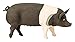 Safari Ltd. Hampshire Pig Figurine - Detailed 4.25