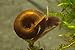 10+ Ramshorn Snails (1/3 inch+) - Algae-eaters and safe for fish, plants, and shrimp!