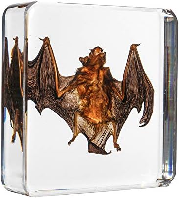 QIANLAI 3 Size Acrylic Lucite Transparent Bat Specimens Animal Insect idermy Bat Amber Educational Teach Supply Biological Collection,75x75x20mm