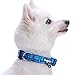 Blueberry Pet 7 Patterns Soft & Comfy Scottish Hudson Blue Plaid Tartan Style Designer Padded Adjustable Dog Collar, Medium, Neck 14.5″-20″thumb 3