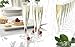 Party Essentials - CHAMPBOX-6 Hard Plastic 1-Piece Champagne Flute, 5-Ounce Capacity, Clear (Case of 60)