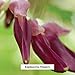Banyan Botanicals Kapikacchu Powder, 1/2 Pound - USDA Organic - Mucuna pruriens - Natural Source of L-dopa*