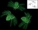 Glow-in-the-dark Spiders (50 Pack) 2 1/2