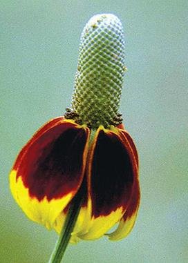 Mexican Hat (Ratibida columnaris), 380 Certified Pure Live Seed, True Native Seed