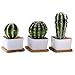 Winlyn 3.3 Inch White Ceramic Contemporary Square Design Succulent Plant Pot/Cactus Plant Pot with Bamboo Tray - Pack of 3