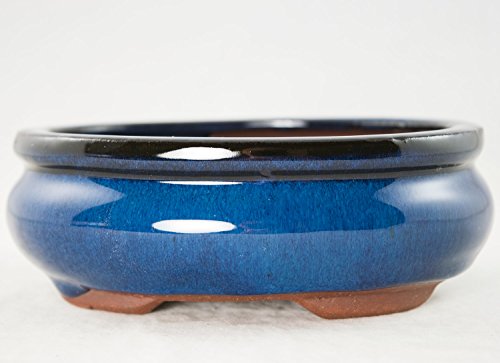 Oval Mame Shohin Bonsai / Cactus & Succulent Pot 6"x 5"x 2" - Dark Blue Glazed