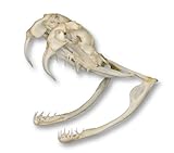 Real Western Diamondback Rattlesnake Skull