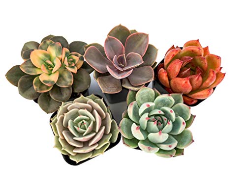 Real Live Succulent Plants (5 Pack), Fully Rooted in Planter Pots with Soil - Unique Indoor Cactus Decor by The Succulent Cult