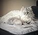 Mambe Silky Waterproof Throw for Protecting Furniture Bed Couch from Stains Caused by Dogs, Cats, Incontinence. Soft, Washable, Reversible. (Size Large 70x90 inches, Color Buff/Dove)